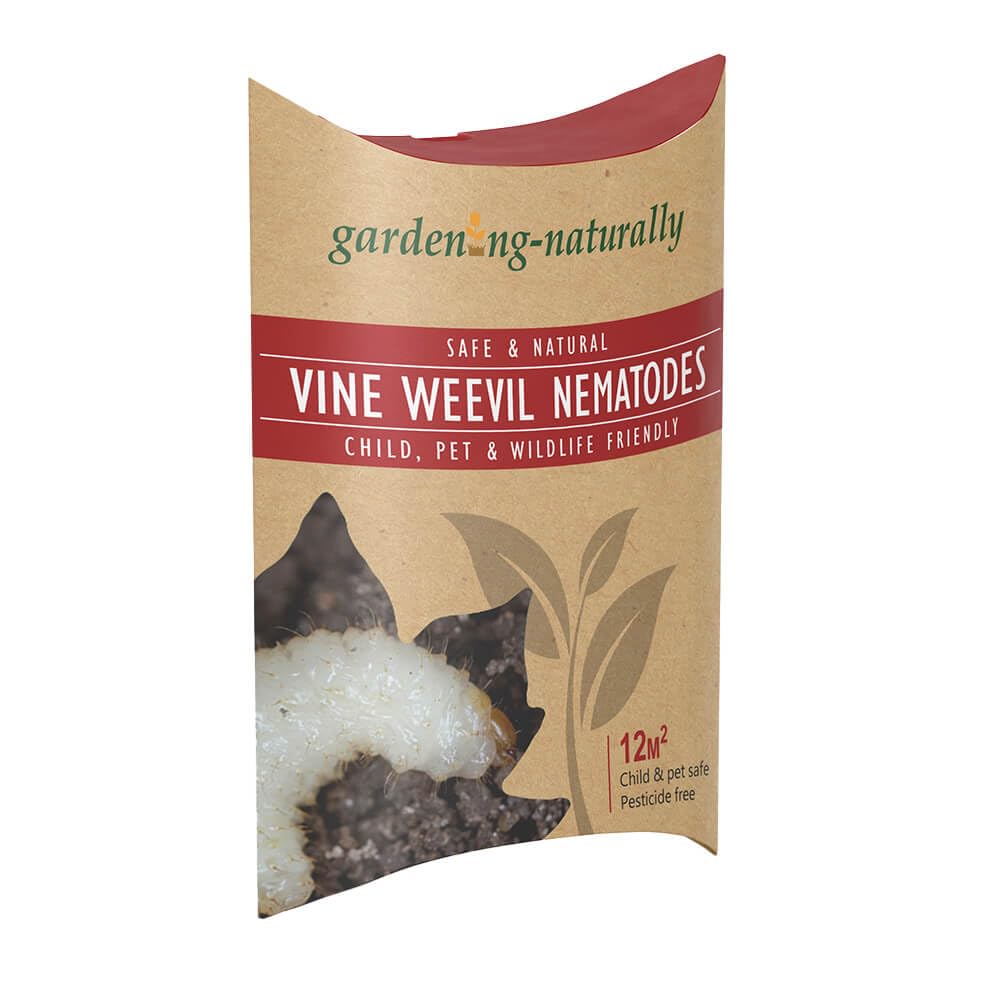 Gardening Naturally vine weevil nematodes pack for treating larvae in plant pots