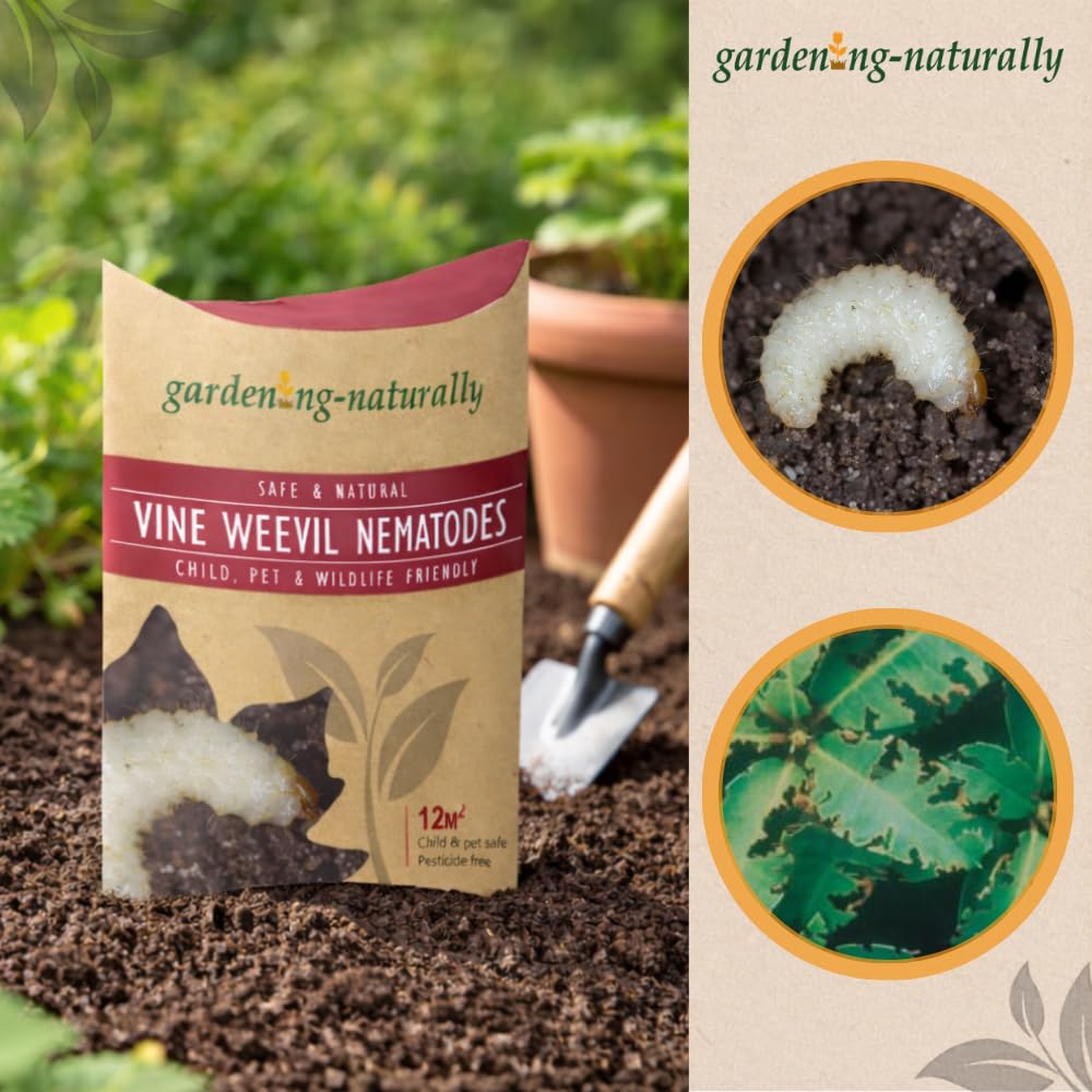 Close detail of the vine weevil nematode treatment packaging
