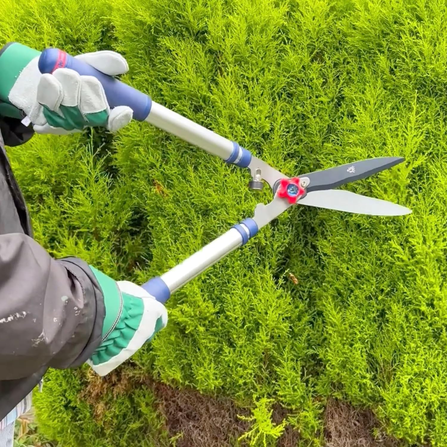 Gloved gardener using the extended Spear and Jackson 8120RS shears to trim the top of a tall conifer hedge