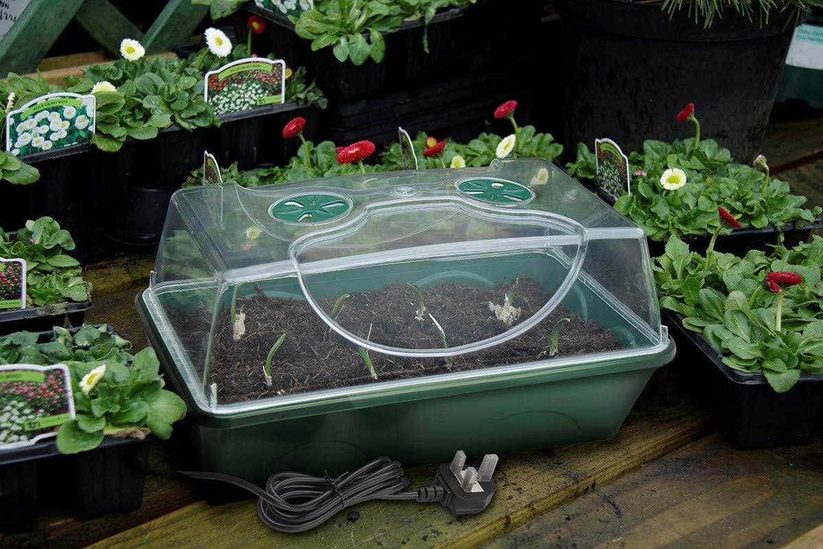 Heated propagator on a bench among bedding plants, seedlings emerging in the soil under the lid