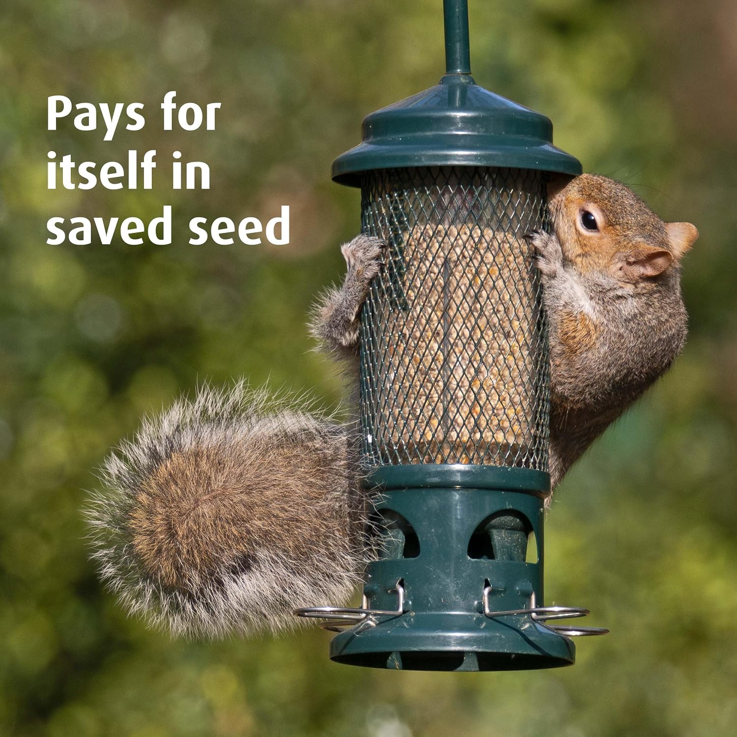 Grey squirrel clinging to the steel mesh of the Squirrel Buster bird feeder in a garden
