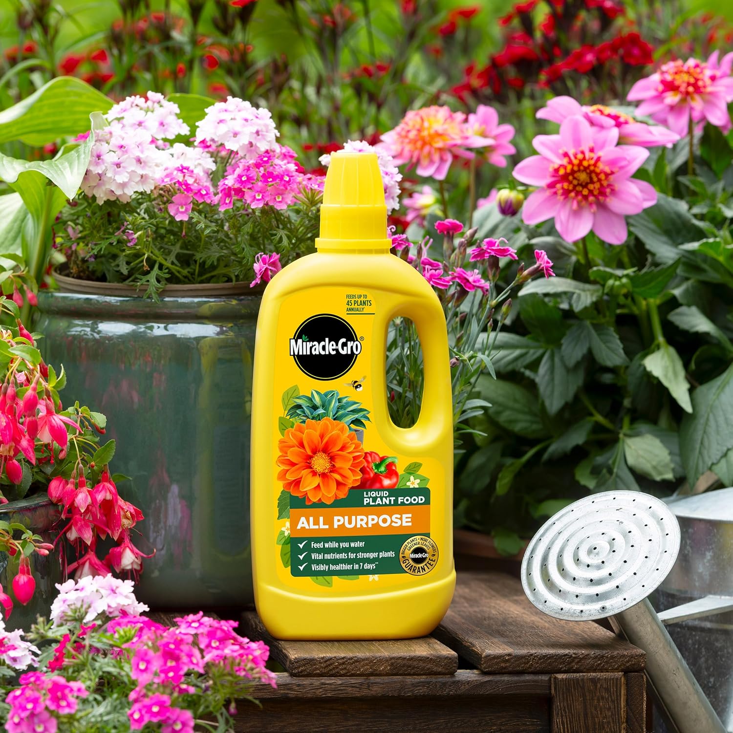 Miracle-Gro liquid plant food bottle sitting on a wooden garden bench surrounded by pink fuchsias, dahlias and a watering can