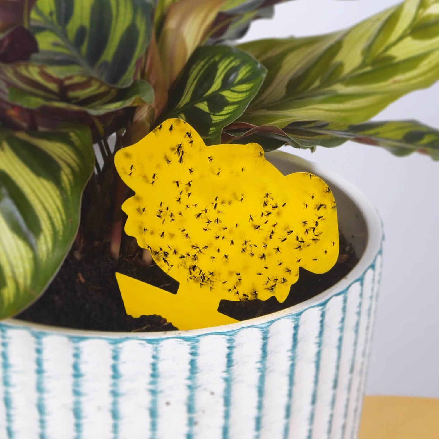 Close-up of the double-sided Blooven trap showing the yellow sticky surface