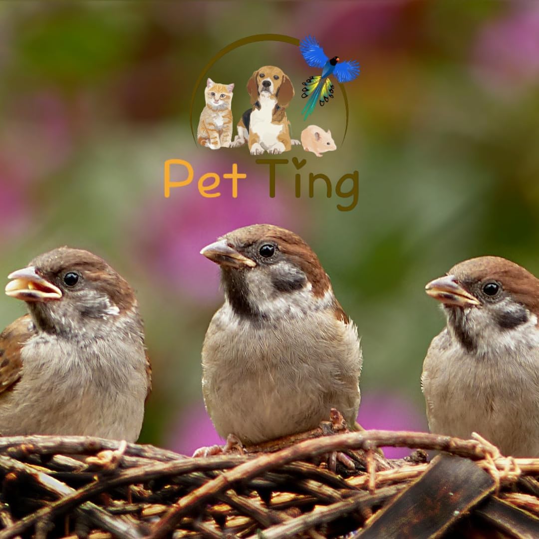 Close-up of dried mealworms used to feed UK garden birds