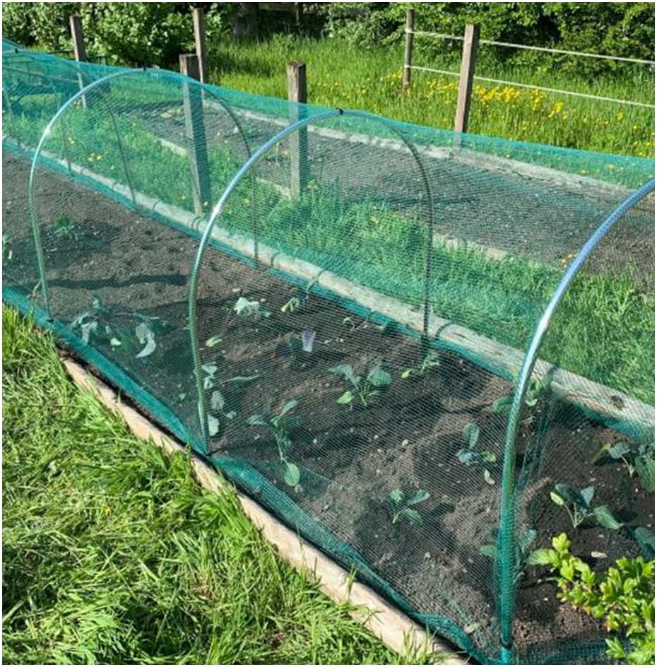Green netting stretched over metal hoops to form a low tunnel over young brassica seedlings in a timber-edged bed