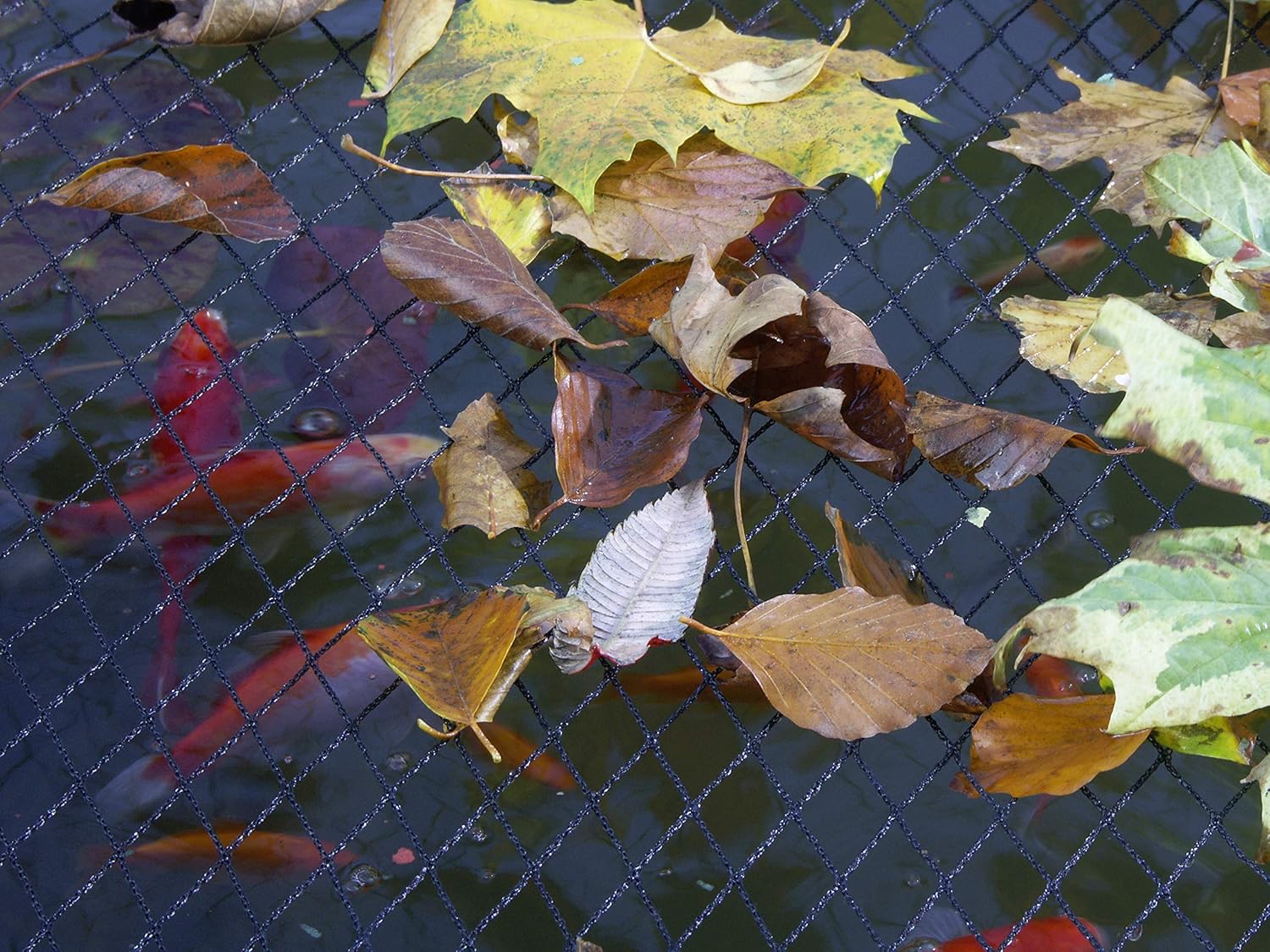 Close-up of fallen autumn leaves lying on the Blagdon Clearview diamond mesh with orange pond fish directly beneath