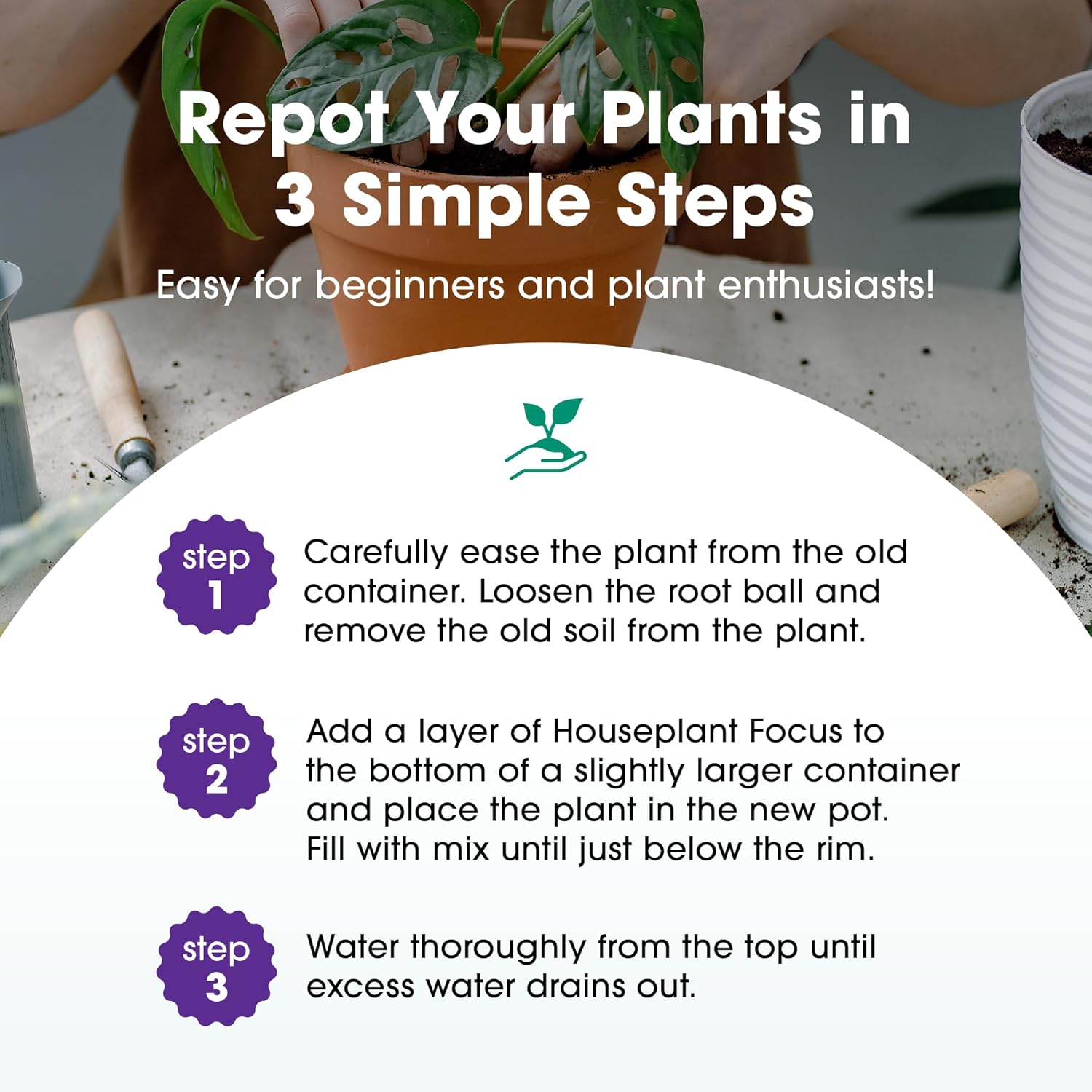 Three-step repotting guide showing a monstera being eased from its pot and planted into fresh mix