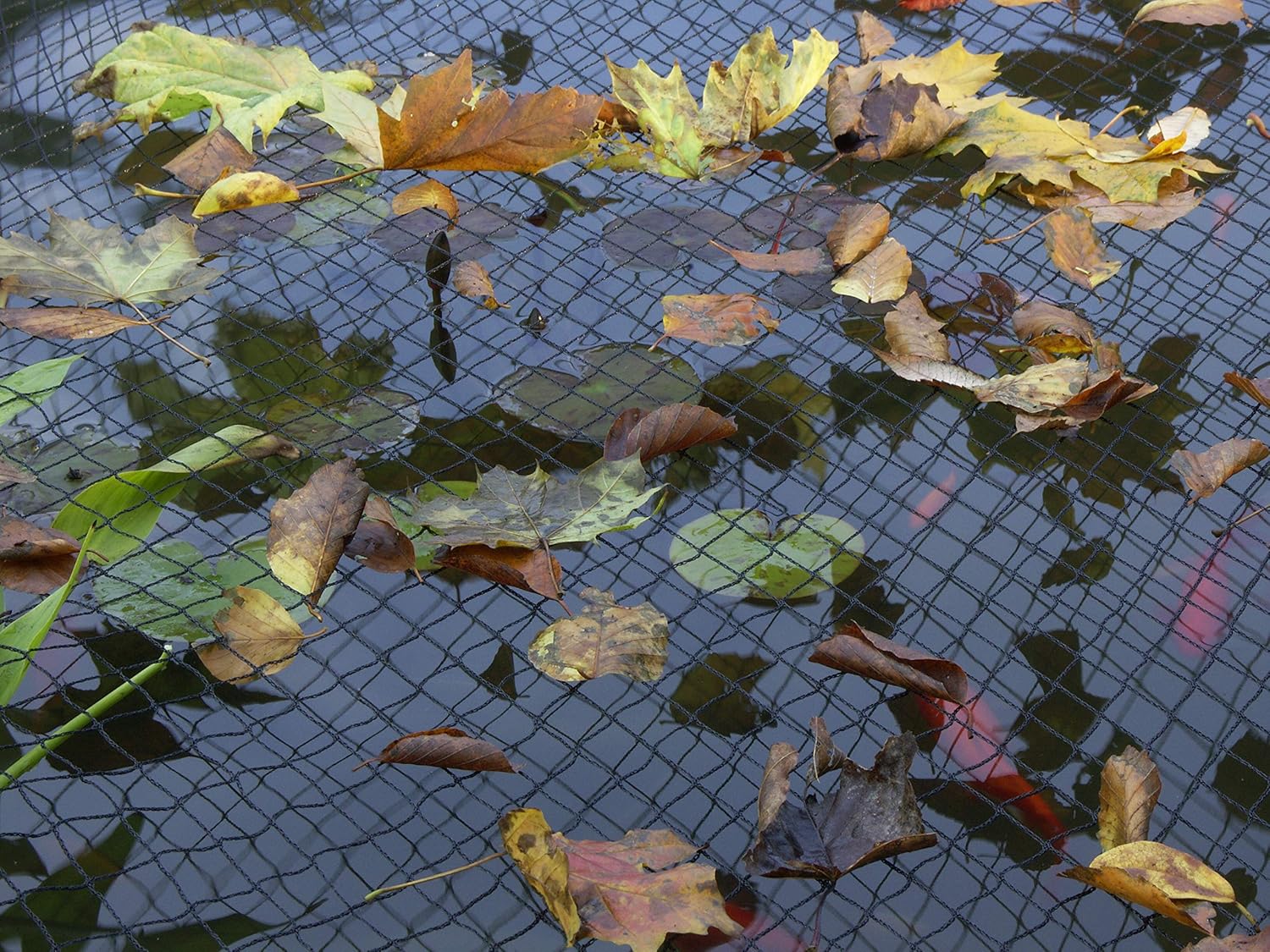 Blagdon Clearview pond net at the water surface under fallen autumn leaves, with lily pads sitting directly beneath the black mesh