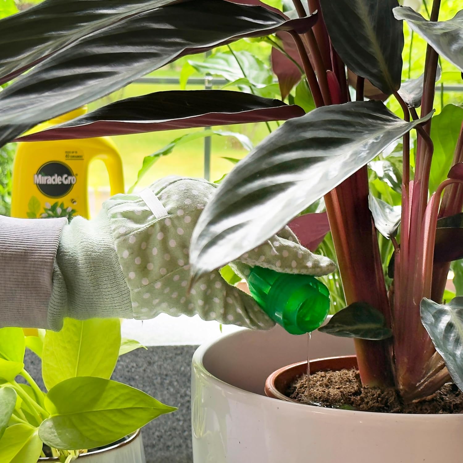 Hand with gardening glove using Miracle-Gro Pour and Feed to water a potted calathea plant