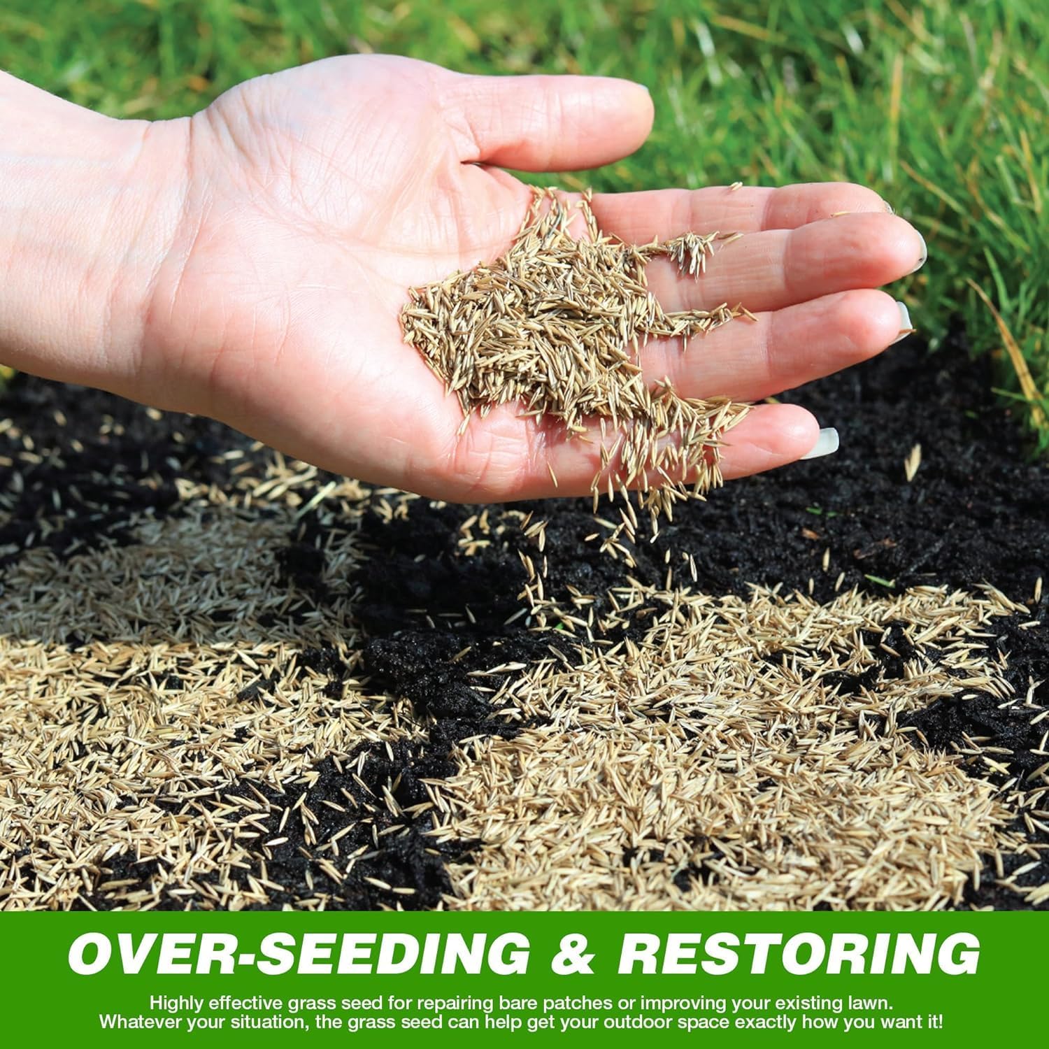 Healthy green lawn grown from grass seed showing thick coverage