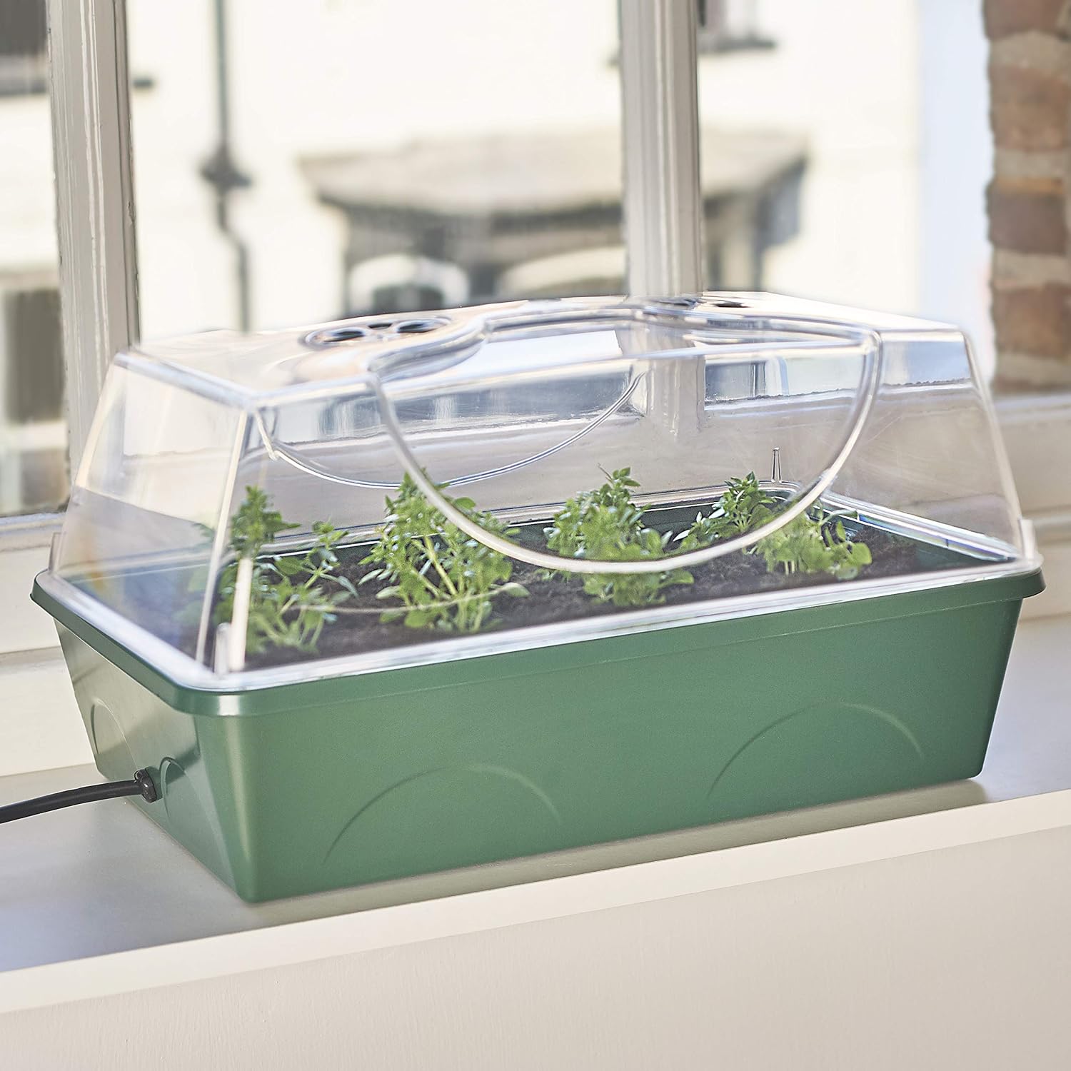 Herb seedlings growing under the clear lid of the EarlyGrow propagator on a windowsill