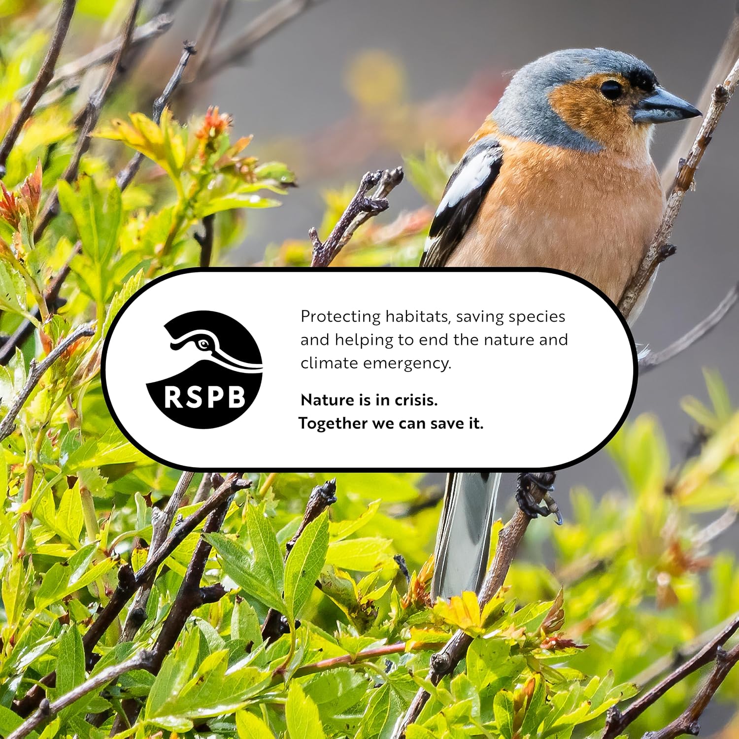 Chaffinch perched on a branch above the RSPB logo and its message about protecting habitats and saving species