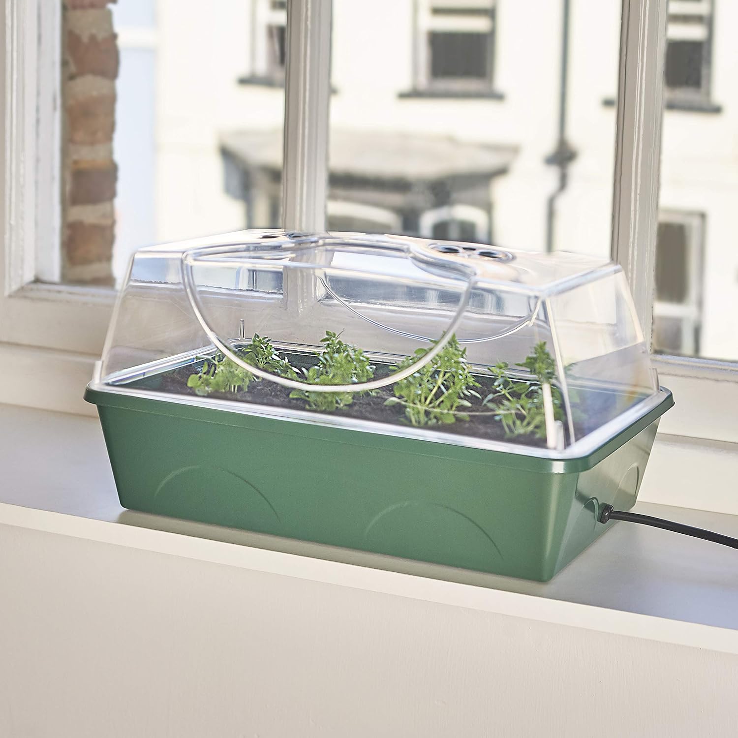 Compact green propagator on a sunny windowsill with young herb plants growing inside