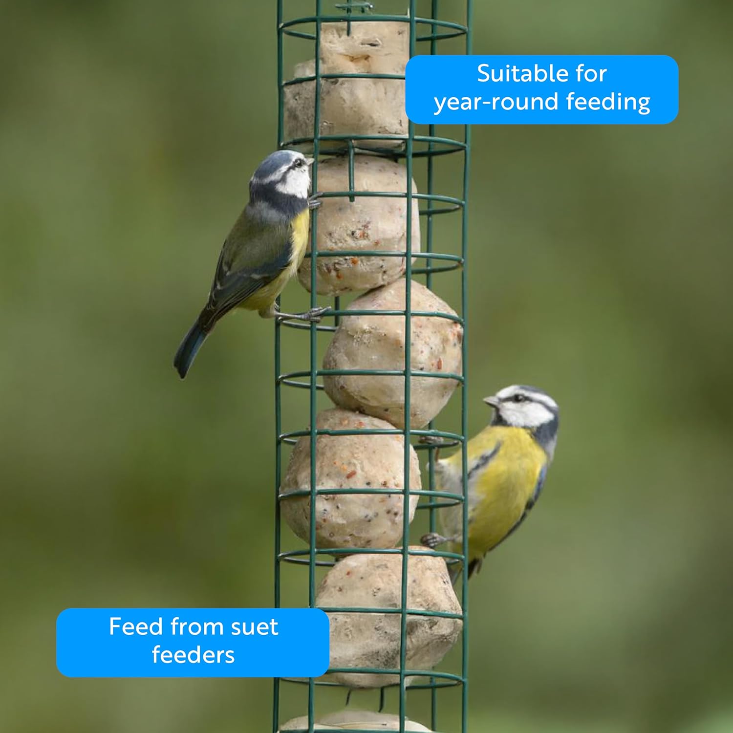 Two blue tits clinging to a tube suet feeder stacked with RSPB fat balls, captioned suitable for year-round feeding