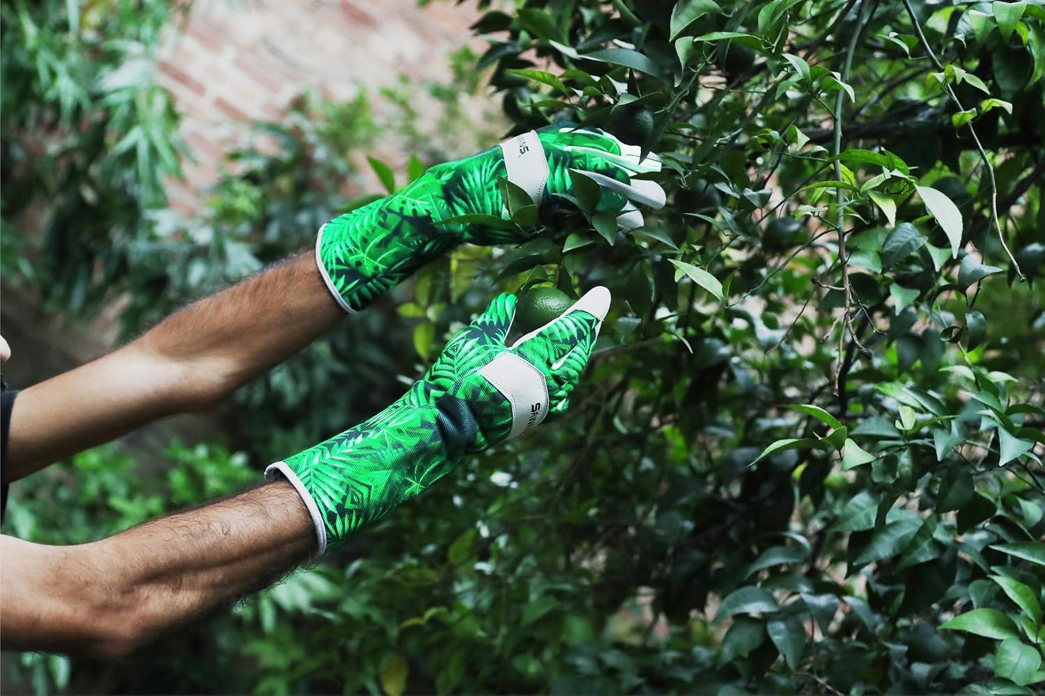 Both gloves worn while reaching up into a fruit tree, cuffs covering the lower forearms