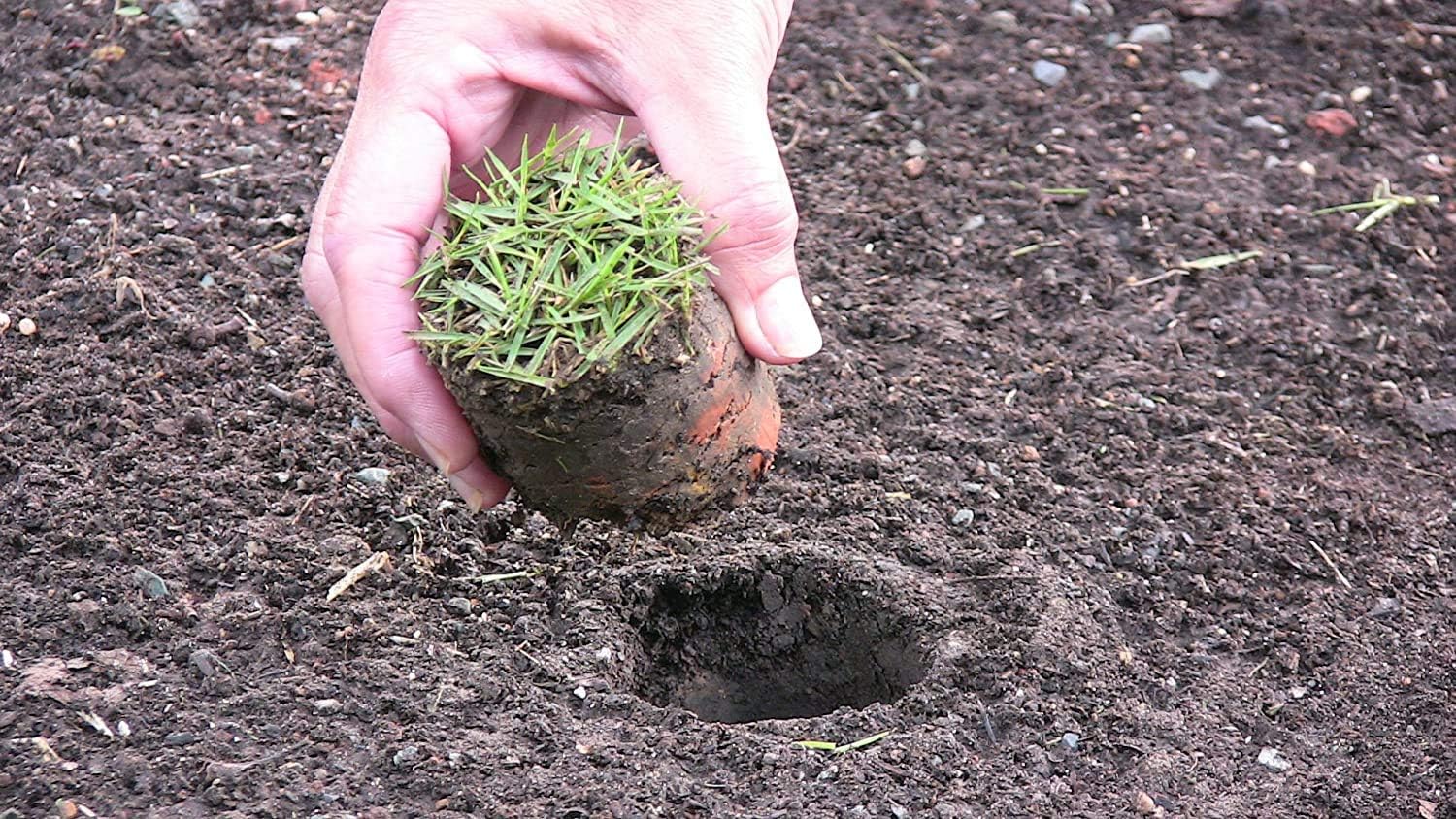 Hand placing a cut turf plug with an intact root ball into a hole made by the ProPlugger