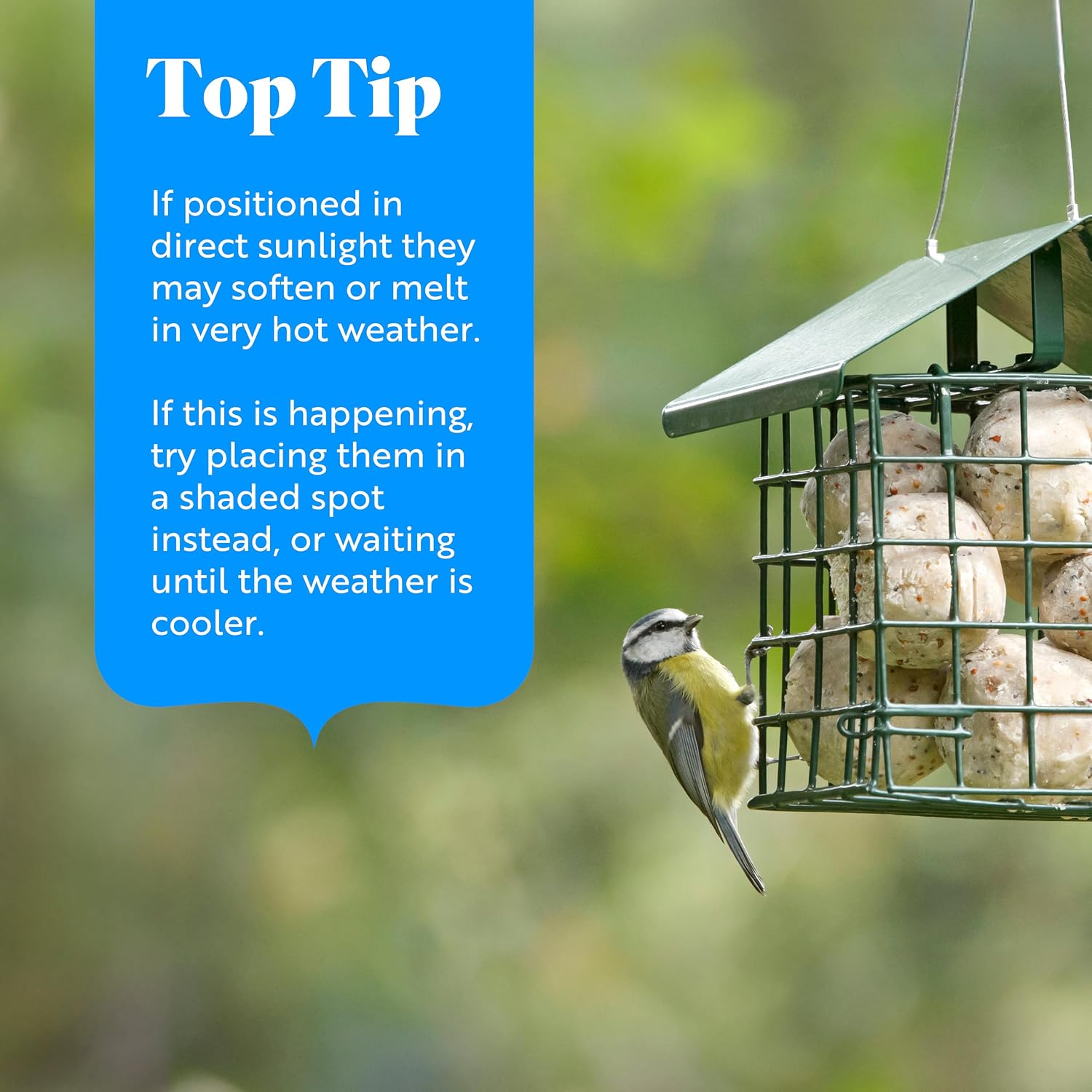 RSPB listing top tip panel advising a shaded spot for fat balls that can soften in direct sunlight, beside a blue tit on a roofed suet feeder