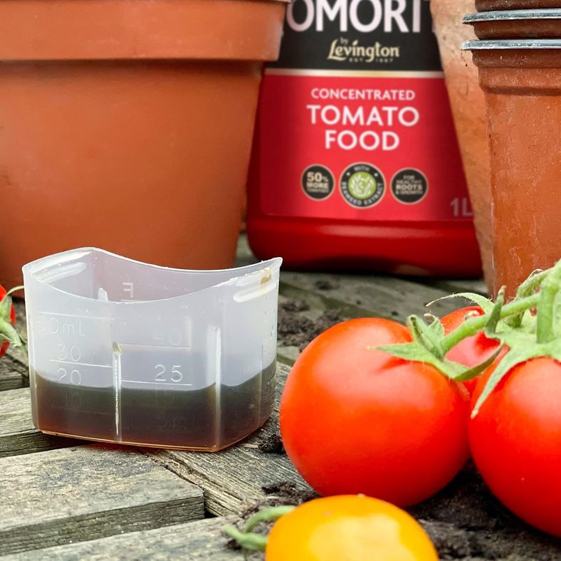 Fresh harvested tomatoes in basket next to Tomorite bottle showing final results
