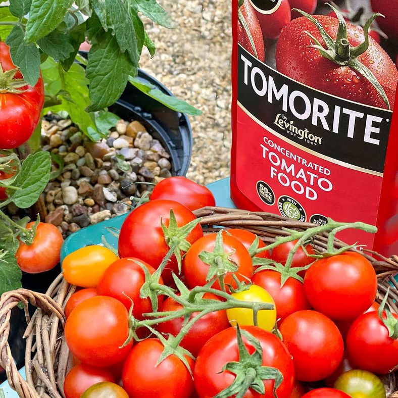 Healthy tomato plants with ripe red fruits showing successful Tomorite feeding results