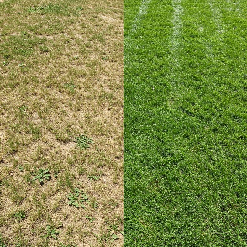 Before and after comparison showing transformation from patchy brown lawn to lush green grass