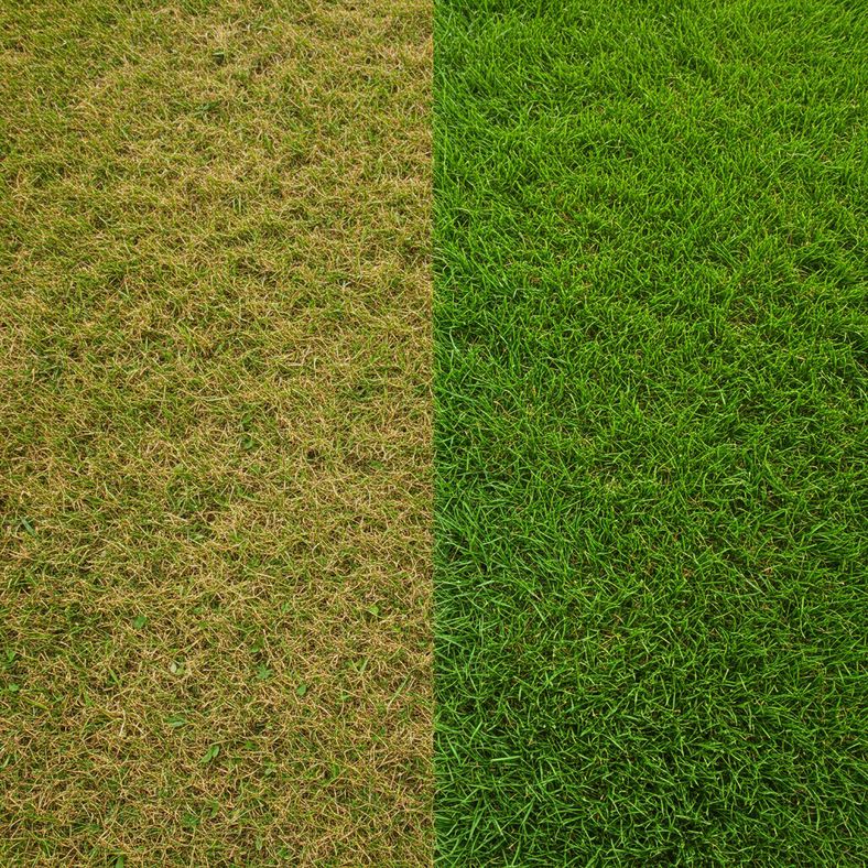 Before and after comparison showing weed-free lawn ready for grass seeding