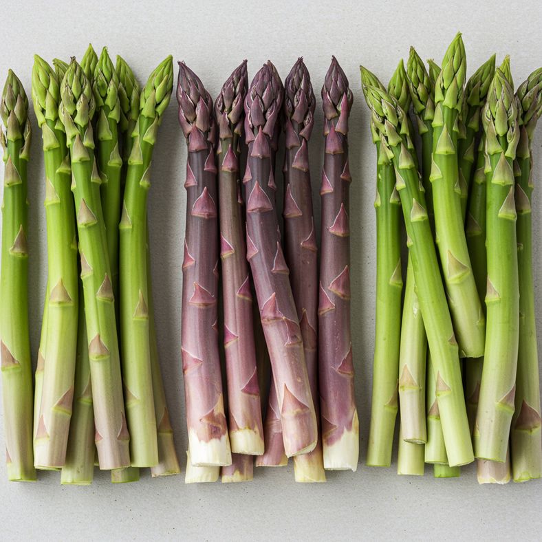 Different asparagus varieties showing spear color and size variations