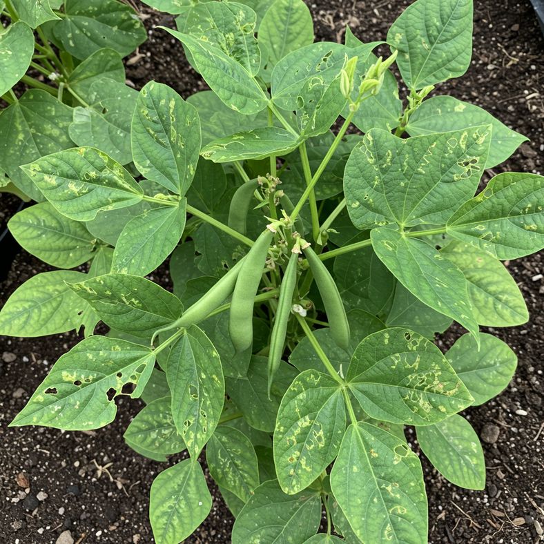 Dwarf French bean plant with common issues