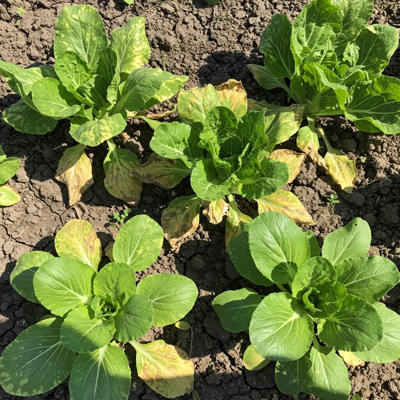 Pak choi plants showing signs of heat stress and bolting in summer conditions