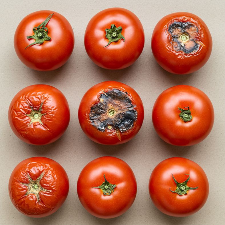 Split and rotting tomatoes next to healthy ripening ones showing common problems