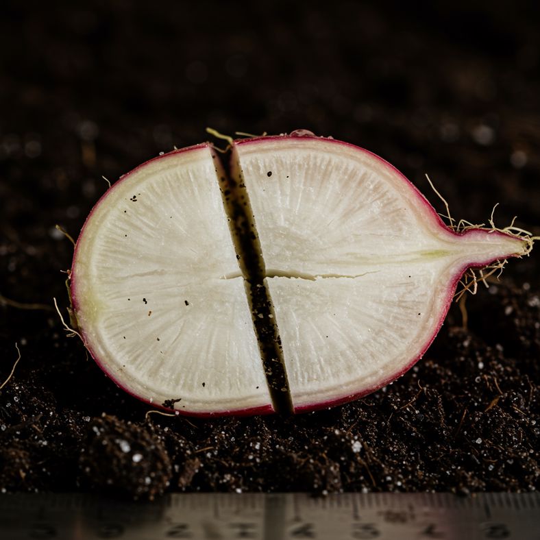 Split radish showing common July growing problem with soil moisture issues