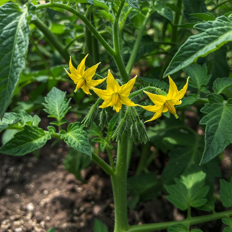 Tomato plant with bright yellow flowers and small green fruits forming, bone meal fertilizer applied around base