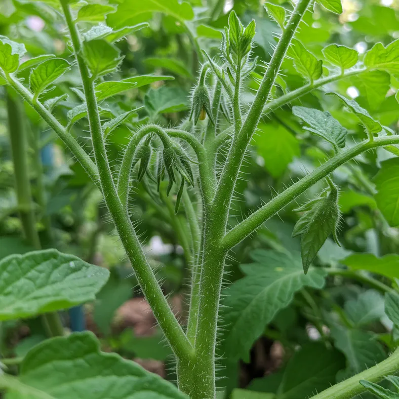 Tomato plant with unpinched side shoots growing between main stem and branches