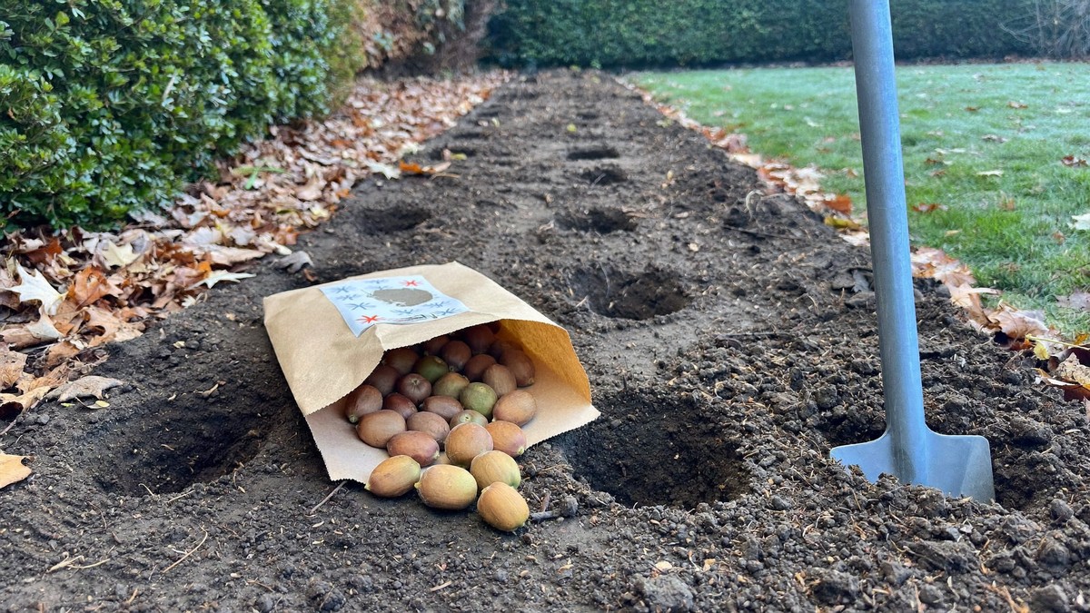 When to plant tulip bulbs in the UK (and why September is too early)