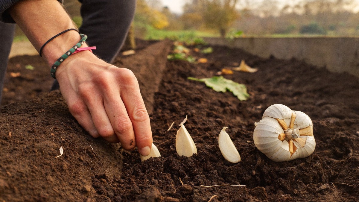 When to plant garlic in the UK (and when to wait until spring)
