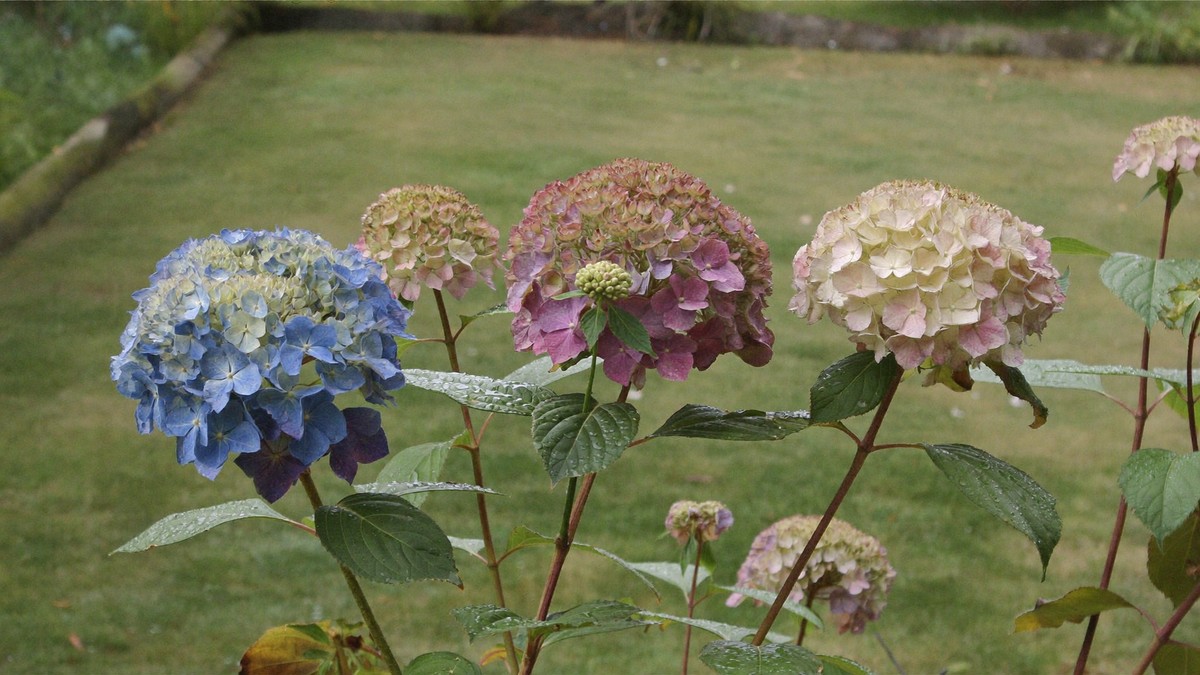 What to do with hydrangeas after flowering in the UK (and why not to cut them back)