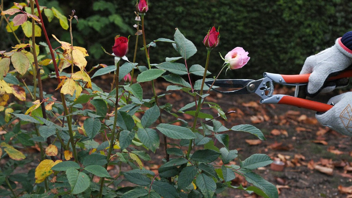 A mature bush rose in a late-autumn UK border, carrying red hips and one fading bloom, with gauntlet-gloved hands holding bypass secateurs to a long stem above fallen leaves on damp soil