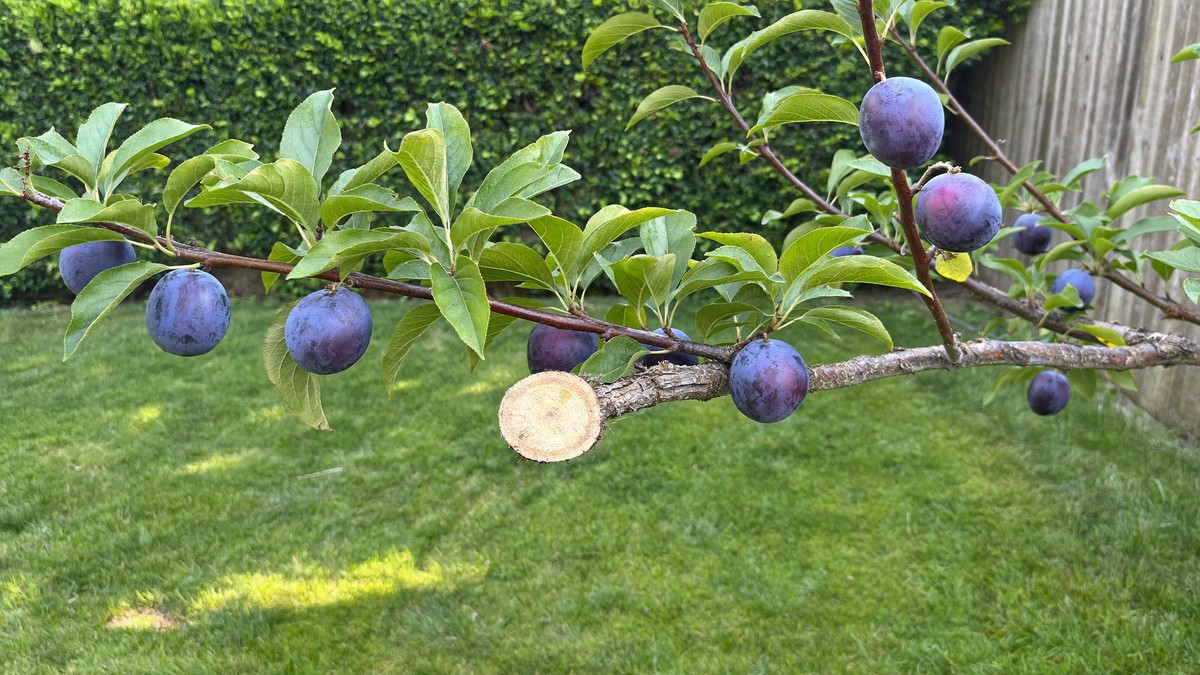 A Victoria plum tree branch in a UK back garden in late summer, ripe deep-purple plums among green leaves beside a clean pale stub where a side branch has been pruned off, with lawn and hedge behind