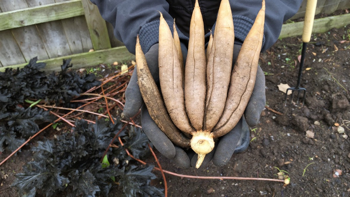 A gardener's gloved hands holding a freshly lifted clump of dahlia tubers in a UK garden in autumn, with frost-blackened foliage and a garden fork behind