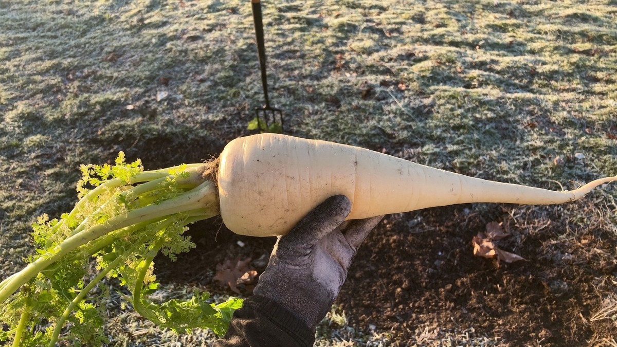 A row of parsnips in a UK allotment in late autumn, with yellowing collapsed foliage, one freshly lifted cream-white root laid on the soil beside a garden fork, and a frost on the grass behind