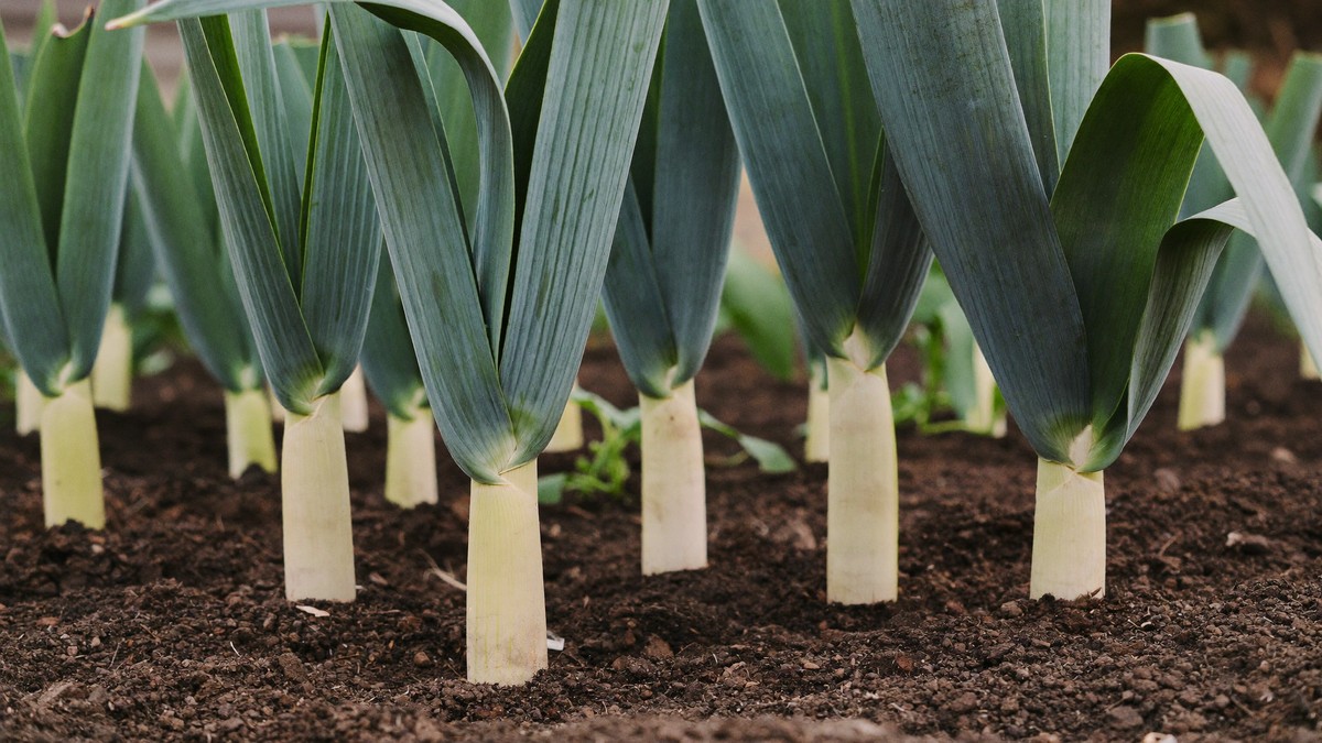 A row of leeks standing in an autumn vegetable bed in a UK garden, dark green flags upright over thick white shanks, one freshly lifted leek with trimmed roots laid on the soil beside a garden fork