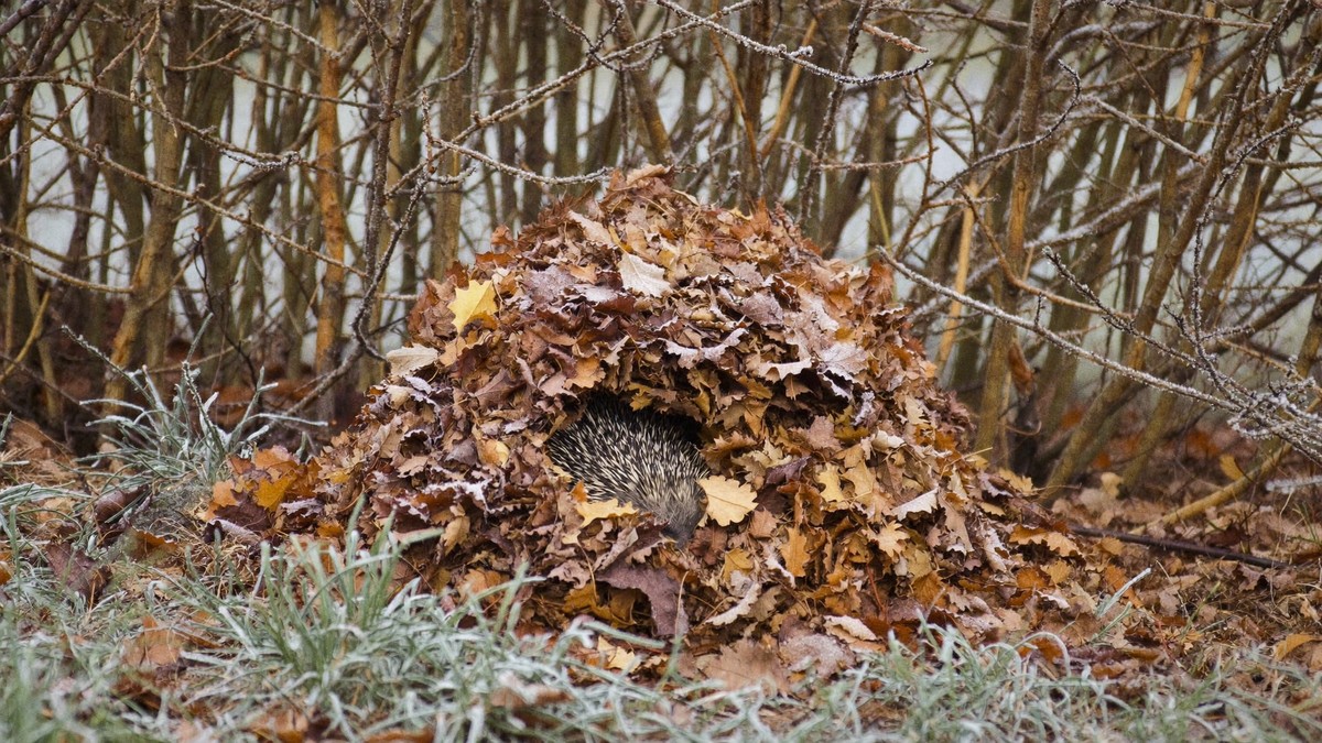 When do hedgehogs hibernate UK: signs, dates and jobs to delay