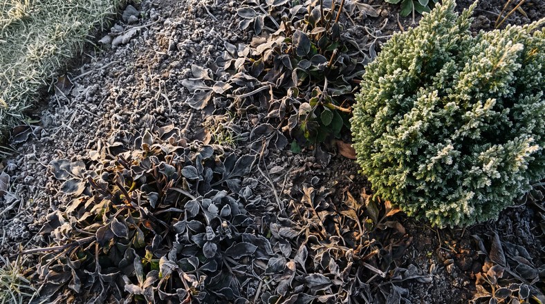 Frost-blackened tender dahlia foliage next to a hardy conifer showing which UK plants need frost protection first
