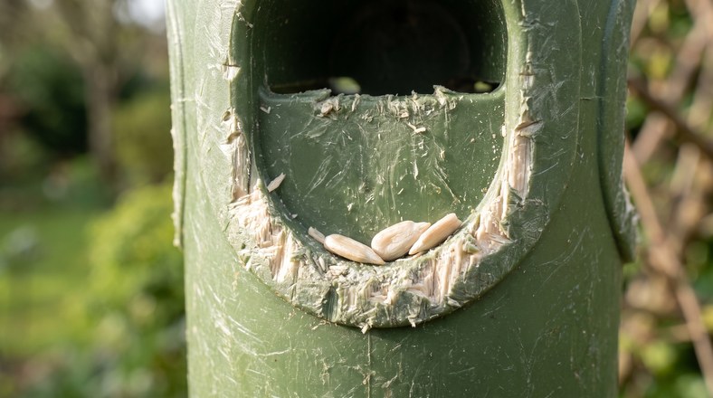 Close-up of squirrel gnaw marks chewed around the port of a plastic bird feeder