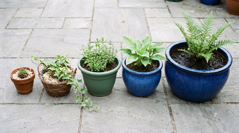 Garden pots of different sizes lined up to compare how fast each dries out on a UK patio