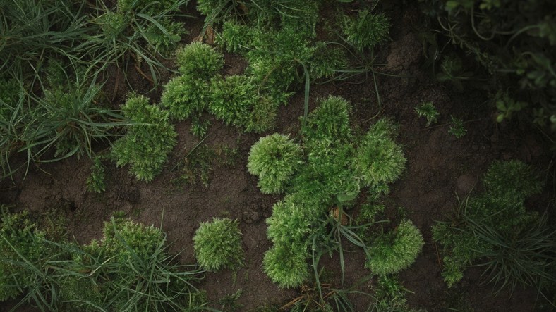 Close view of moss taking over thin shaded grass in a UK lawn in autumn