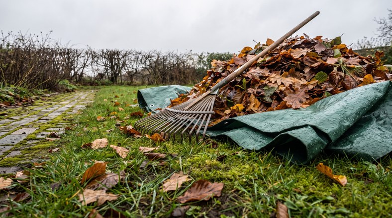 Raking wet autumn leaves onto a tarpaulin to collect them for leaf mould in a UK garden