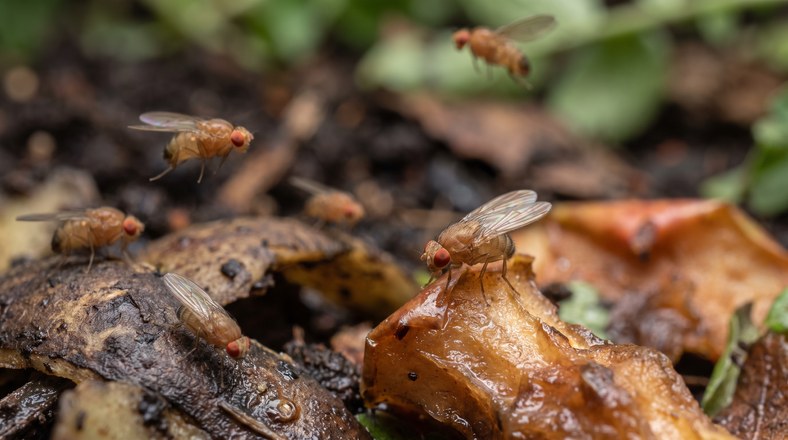 Close-up of fruit flies on exposed kitchen scraps in a compost bin