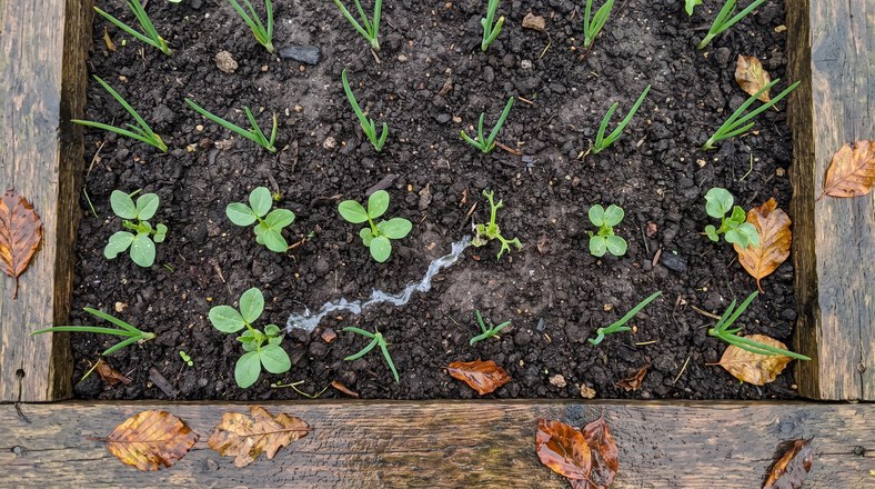 Slug slime trail and ragged damage beside autumn-sown onion and broad bean seedlings in a UK raised bed