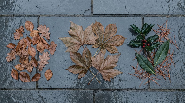 Autumn leaves sorted into groups showing which types suit a leaf mould pile and which do not