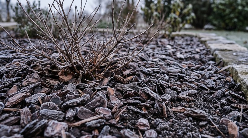 Bark chip mulch spread around a shrub base to insulate roots and protect plants from frost in a UK garden
